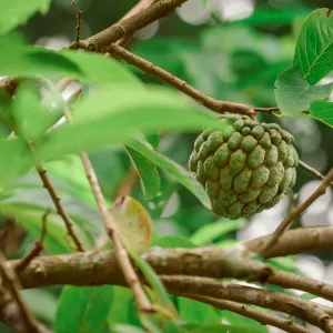 Cherimoya