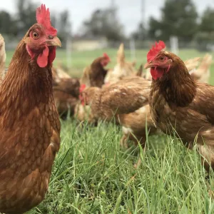 Chicken