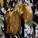 Star Fruit