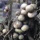 White Sapote