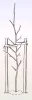 Illustration of a correctly staked tree