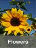 Cut Flowers