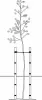 Proper tree staking