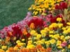 summer flowers