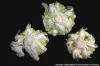 cauliflower