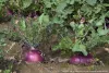 turnips