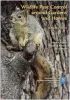 Wildlife Pest Control Around Gardens & Homes