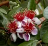 Acca_sellowiana