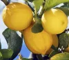 lemonCROPPED