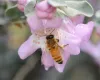 honeybee_6548[1]