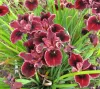 iris cropped