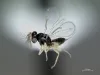 <em>Tamarixia radiata</em>