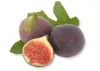 Fig