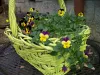 Pansy