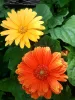 Gerbera