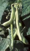 Common Beans