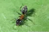ANTS