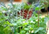 HERBS