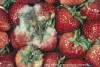 botrytis