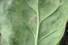 downy mildew