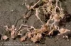 root knot