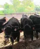 beef cattle