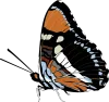 butterfly