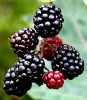 berries