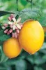 citrus