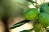 Olives