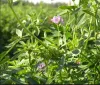 alfalfa