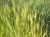 grains