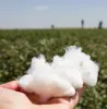 cotton