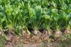 sugarbeet