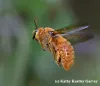 bees