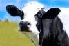 cattle