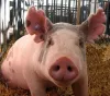 swine