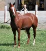 horses