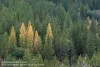 forests