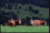 rangeland
