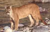 wildlife