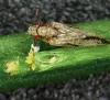 pest-bug