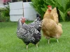 poultry