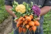 vegetable