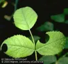 Plant Clinic Online