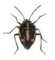 Bagrada adult