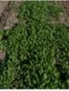 Turnip trap crop