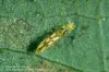 Sixspotted adult feeding on mite
