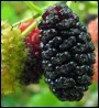 Mulberry Tree