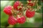 Raspberry California